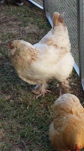 big chicken big chicken
